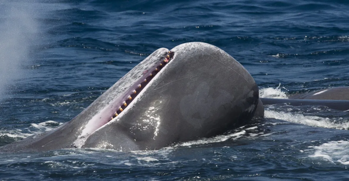 Japonci už velryby lovit nesmí, oceány vyhráno nemají