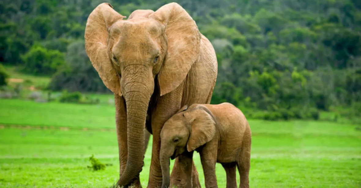 Sloni mají pomáhat v hledání nášlapných min