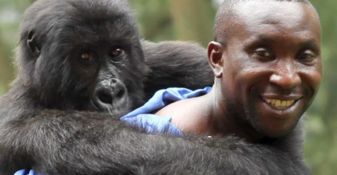 Vítěz podle diváků: thriller o gorilách, který sahal na Oscara