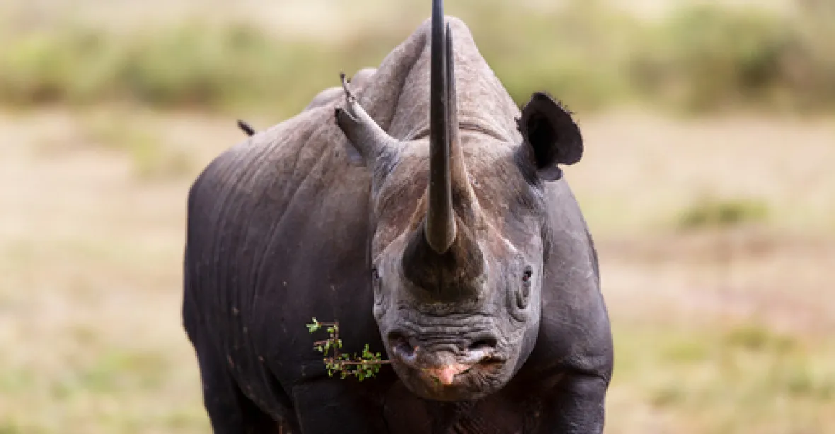 Zaplatil si za odstřel nosorožce. Ochránci zuří