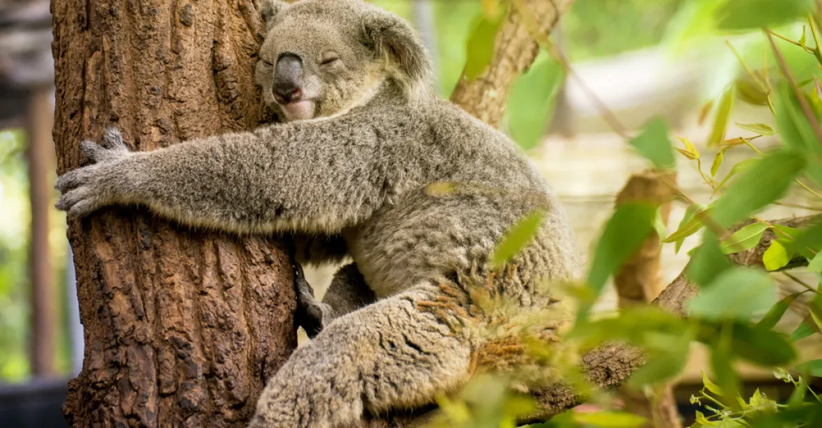 Krutý osud koal v Austrálii: hladovění a zabíjení