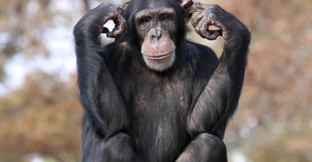 Šimpanzi chápou vaření, ukázala studie. Oheň ale nerozdělají