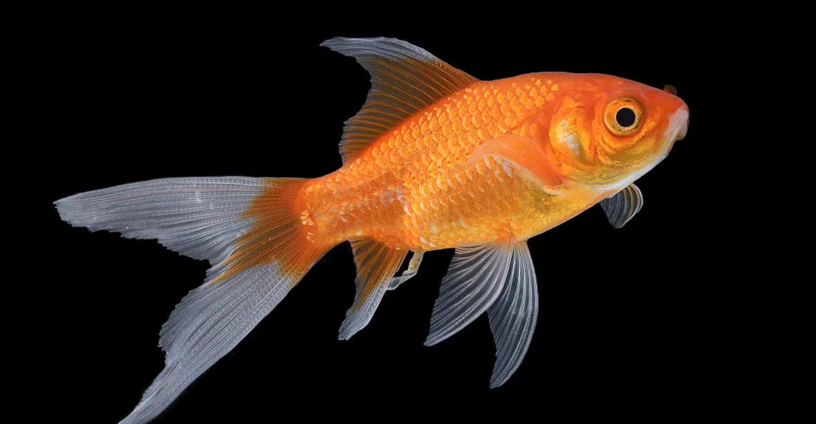 Nesplachujte zlaté rybky do záchodu, varují úřady