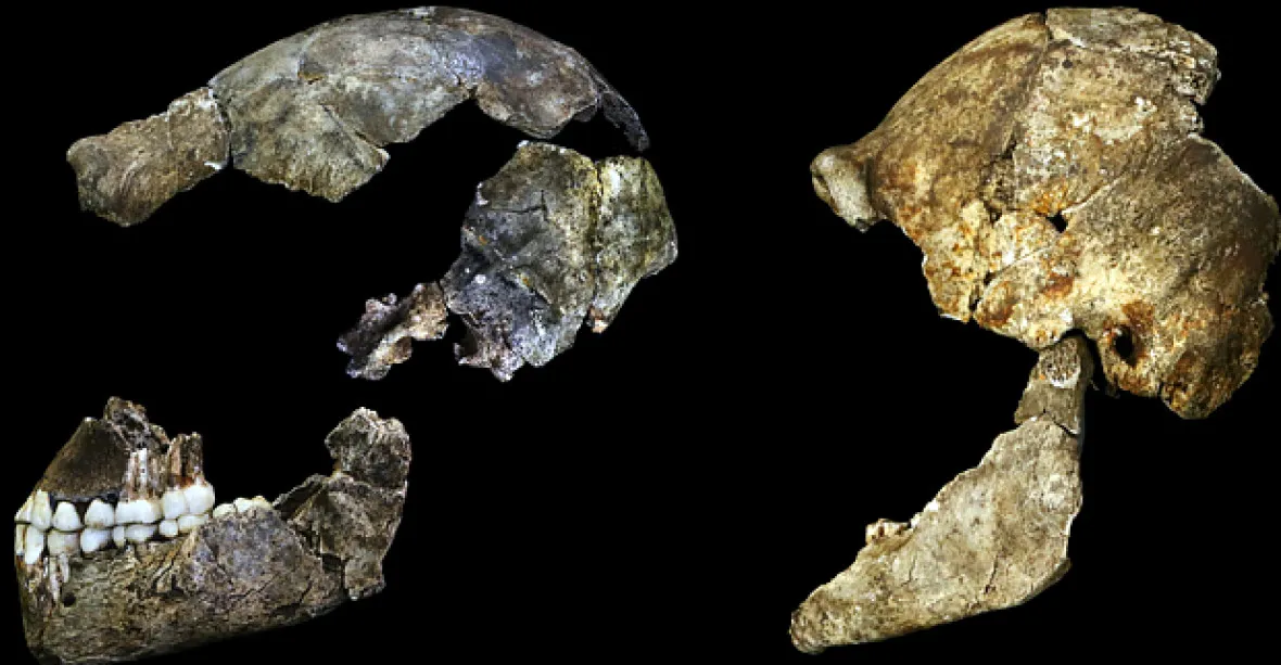 Homo naledi. V Africe se našel neznámý pradávný lidský druh