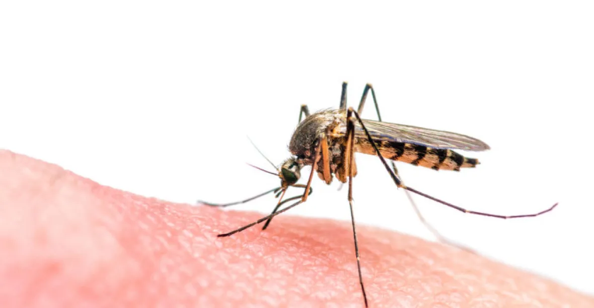 Německo hlásí pět případů nákazy zika virem. Nákaza přišla z Ameriky