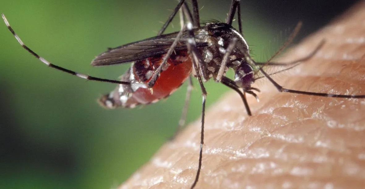 Hrozba pro Španělsko i turisty: Zika tu může nakazit statisíce lidí