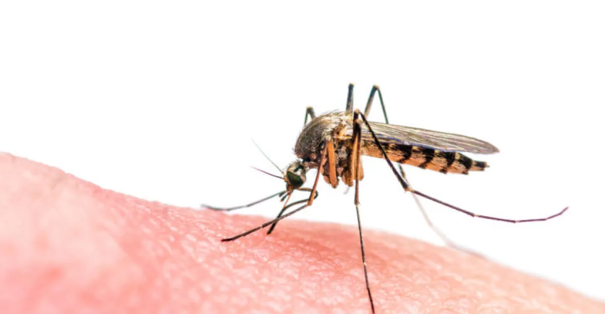 Víme, jak zastavit virus zika, tvrdí tým britských genetiků