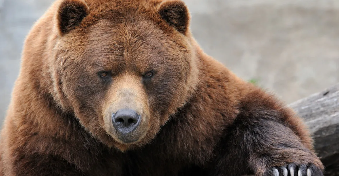 Bodyguard ochránil Putina před medvědem. Vystřílel mu zásobník pod nohy