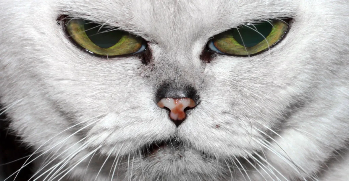 Objev českého vědce: kočičí škrábnutí může vyvolat těžkou depresi