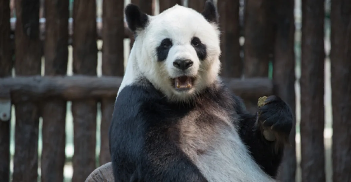 Přijde Praha o pandu? Radní odmítli sbližovat se s Čínou