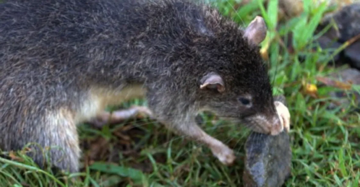 Vědci našli novou obří krysu. Pojmenovali ji podle uprchlíků