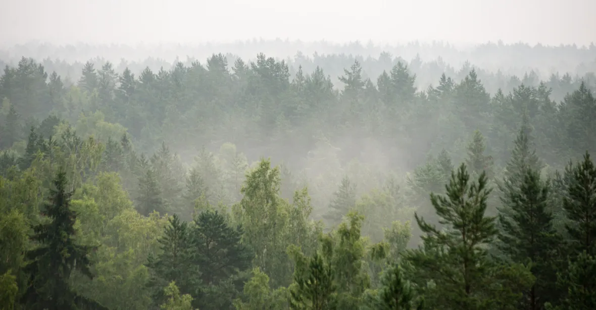 Lesy ČR očekávají radikální propad zisku. Téměř o polovinu