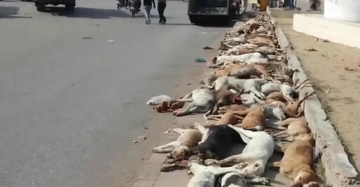 Pákistán otrávil nejméně 700 toulavých psů, údajně útočí na občany