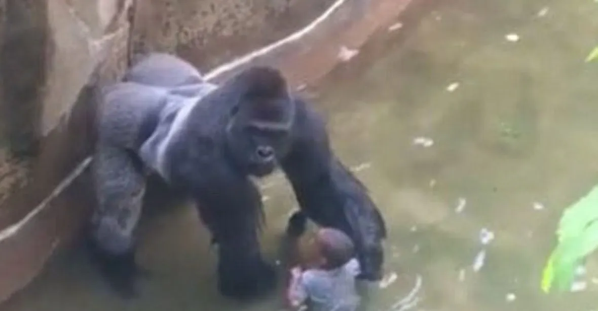 Kult kolem zastřelené gorily tvrdě zasáhl zoo. Stáhla se ze sítí