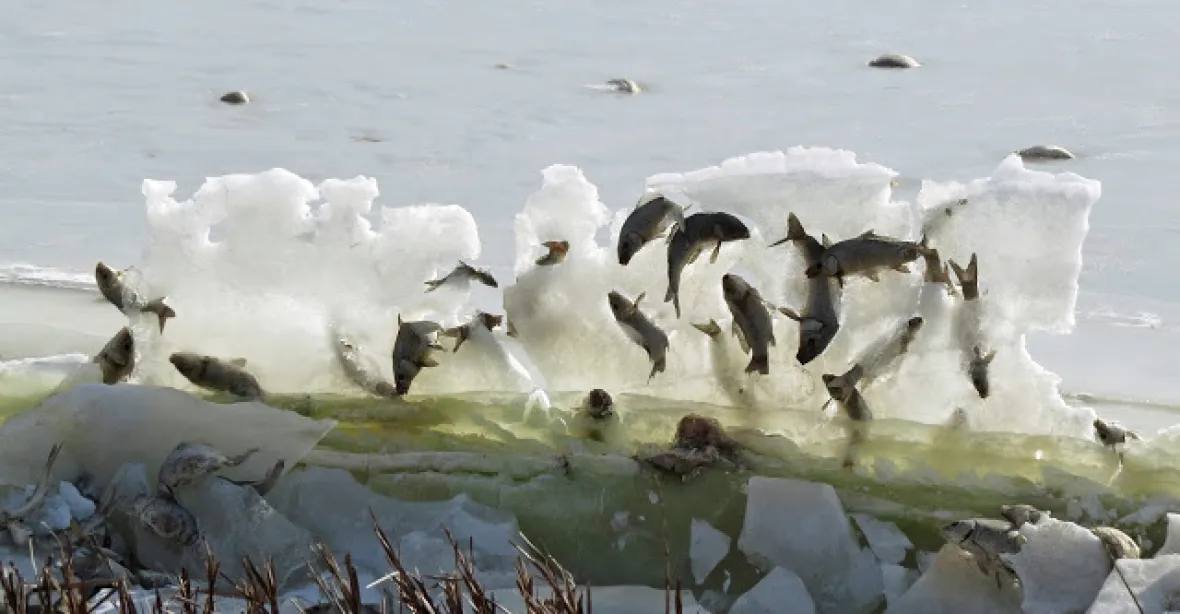 Ryby zamrzly při skoku? Fotografie, nad níž si lámou lidi hlavu
