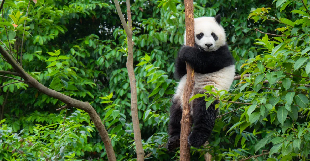 Uhynulá panda z Vídně se vrátí do Číny jako vycpanina