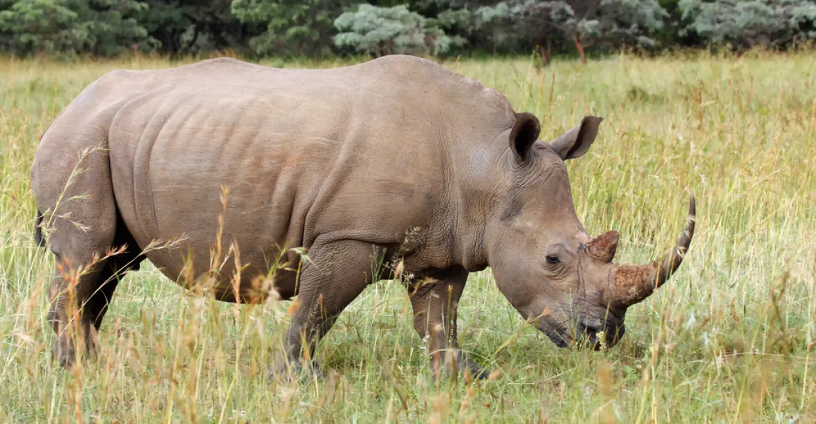 Pytláci ulovili nosorožce přímo v zoo