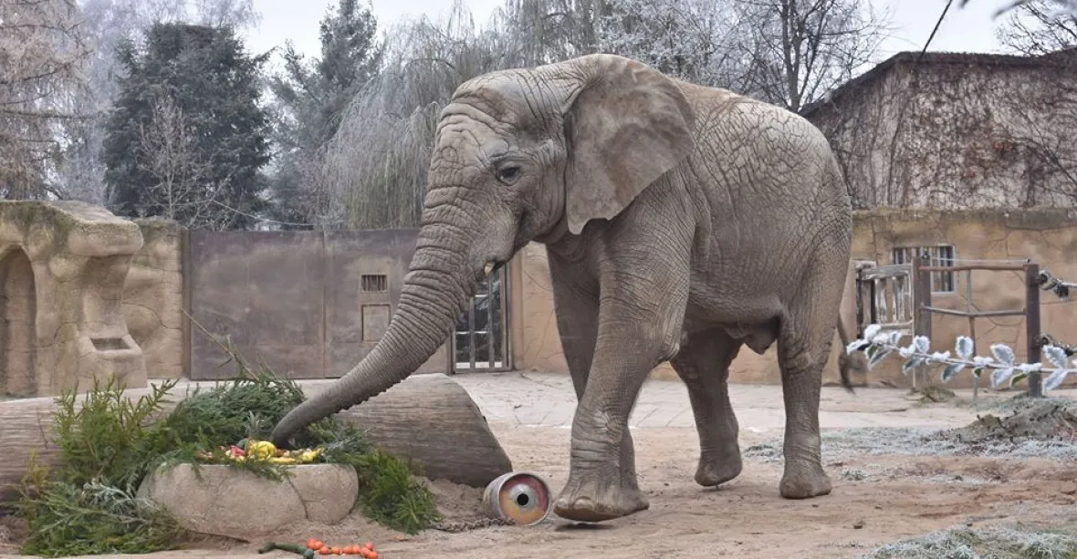 Ve dvorské zoo uhynul slon Kito. Jediný samec v Česku