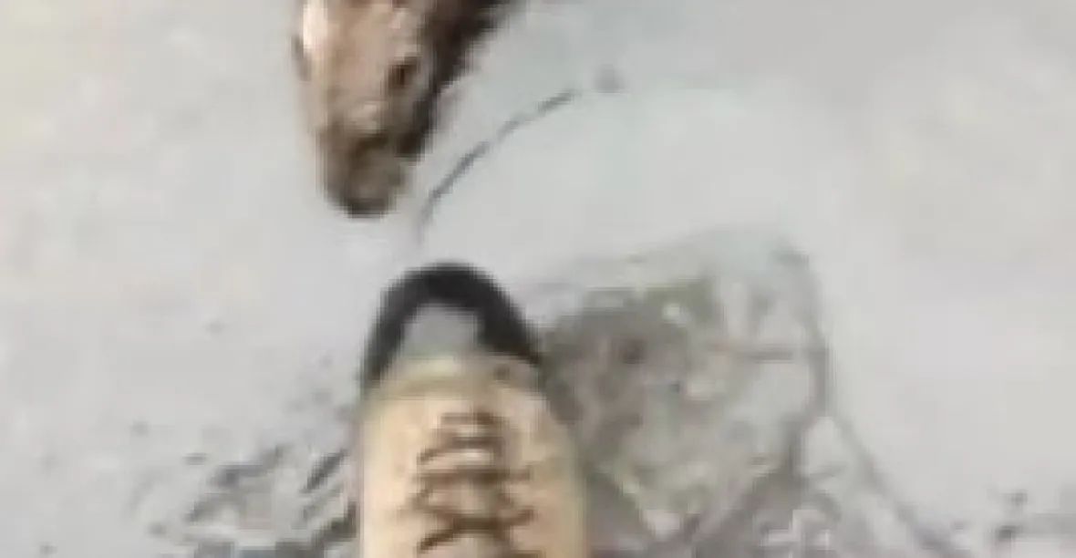 VIDEO: „Šílená vydra“, která zahnala turistu, dobývá Youtube