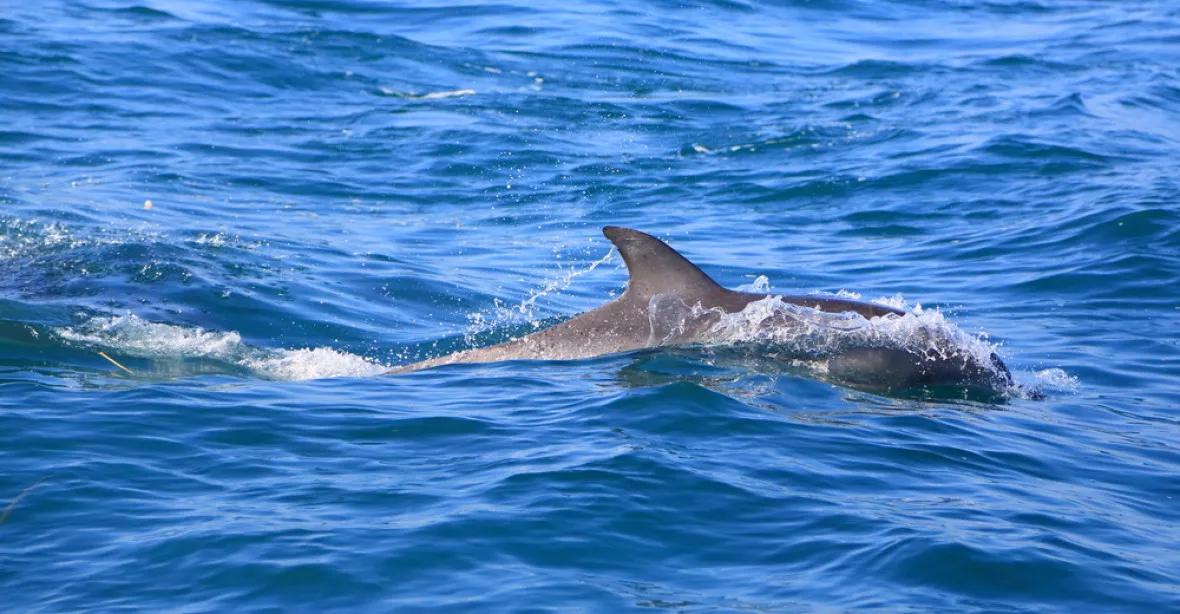 U Oděsy uhynuly desítky delfínů. Mohou za to pytláci