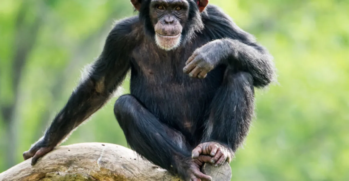Šimpanzi nejsou lidé, rozhodl newyorský soud