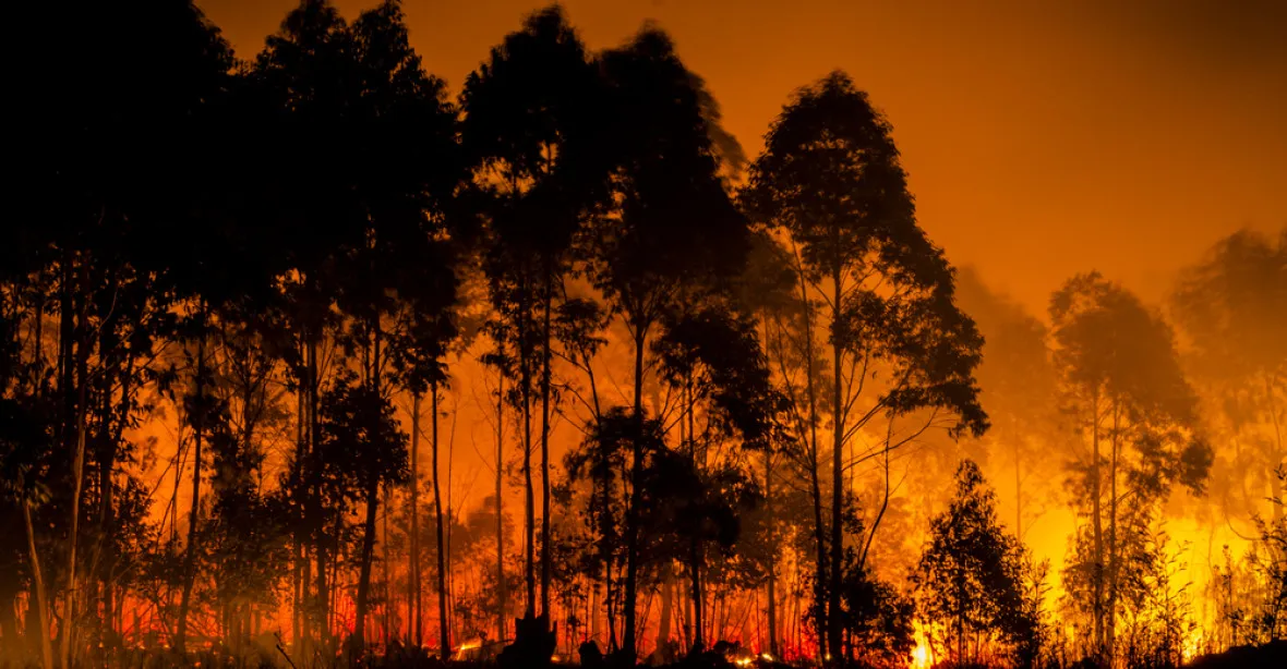 Tragický lesní požár. Hasiči hlásí desítky mrtvých