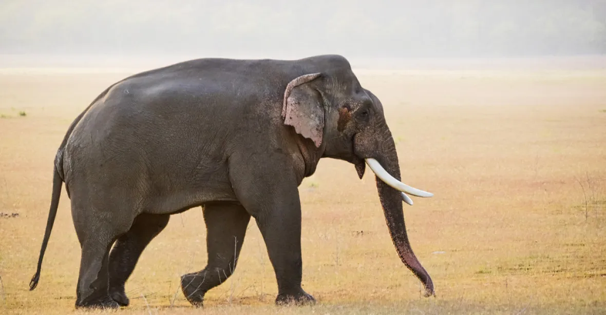 Slon zabiják má na svědomí již 15 lidí, teď jej lovci mohou zastřelit