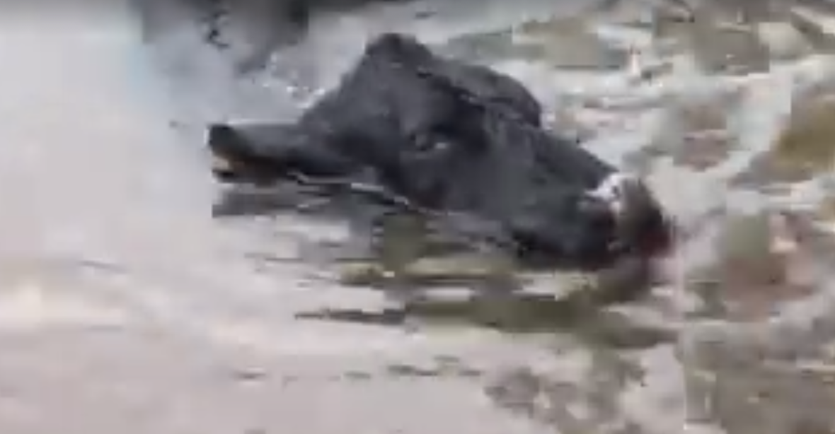 VIDEO: Hurikán nejen ničil a zabíjel. Jednu krávu naopak zachránil před jatkami