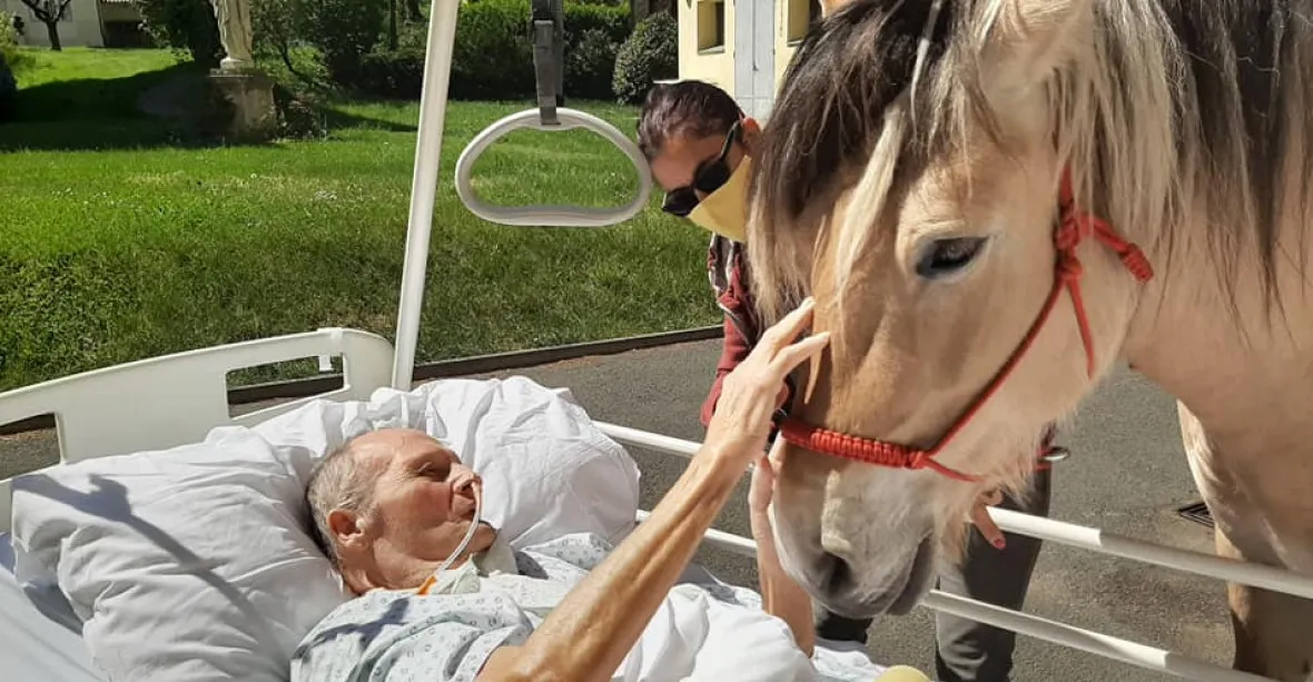 FOTO: Lidé na návštěvu do nemocnice nemohli. Koně ano