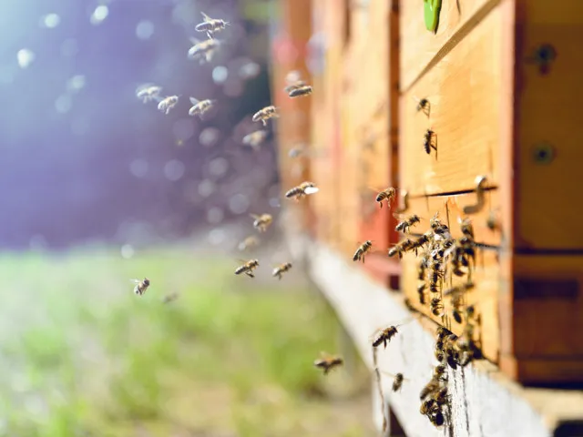 Vědci vycvičili včely k odhalení covidu. Výsledek mají za pouhé vteřiny
