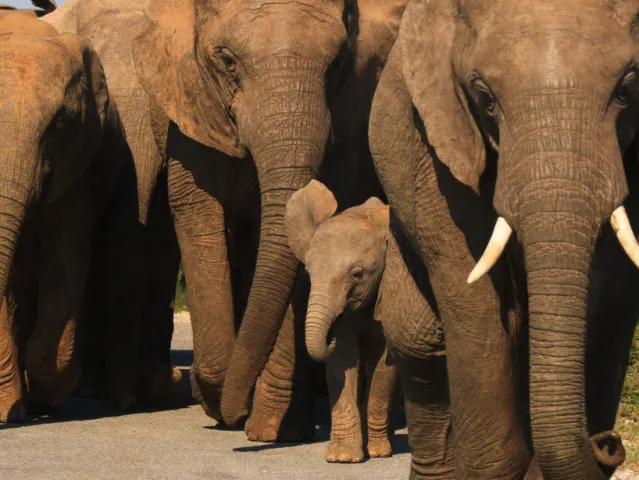 Slonice se rodí bez klů. Pytlácký lov slonů vyvolal evoluční změnu