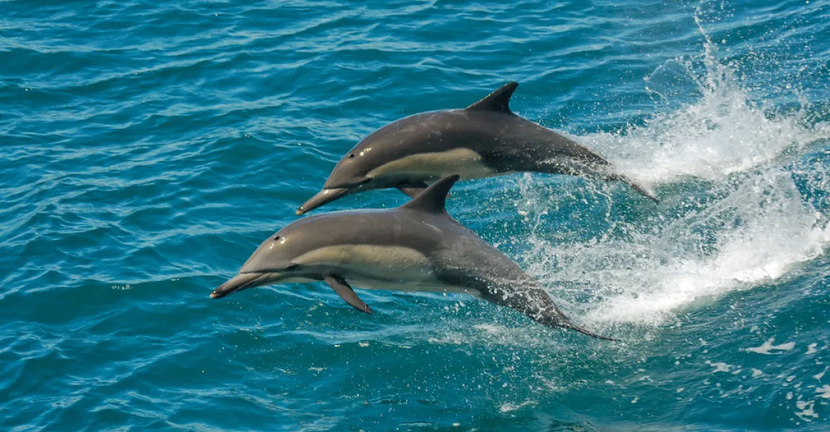 Základnu na Krymu hlídají cvičení vojenští delfíni, tvrdí námořní institut USA