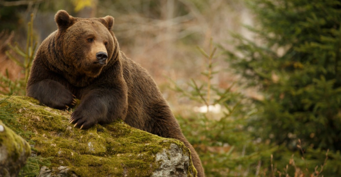 Medvědi útočí. Na Slovensku za týden třikrát napadli člověka
