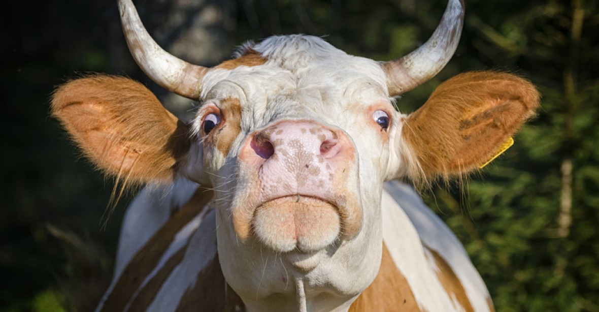 Rutte nechá kvůli nadýmání vybít třetinu holandských krav. Tisíce farmářů se vzpírá, policie tasí pistole
