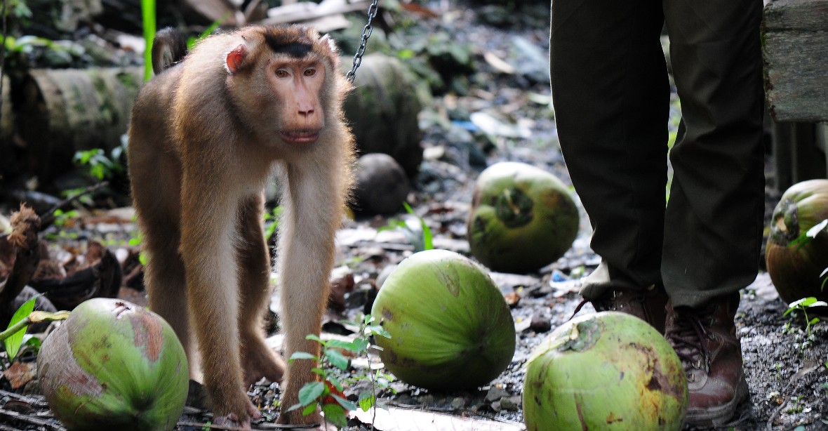 GALERIE: Thajsko stále čelí obvinění z nucených opičích prací. Makakové v řetězech sbírají kokosy, tvrdí PETA