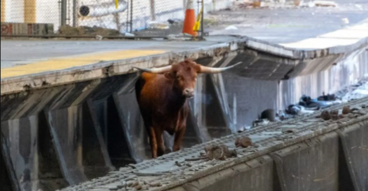VIDEO: Býk na kolejích. Zvíře blokovalo dopravu mezi New Jersey a New Yorkem