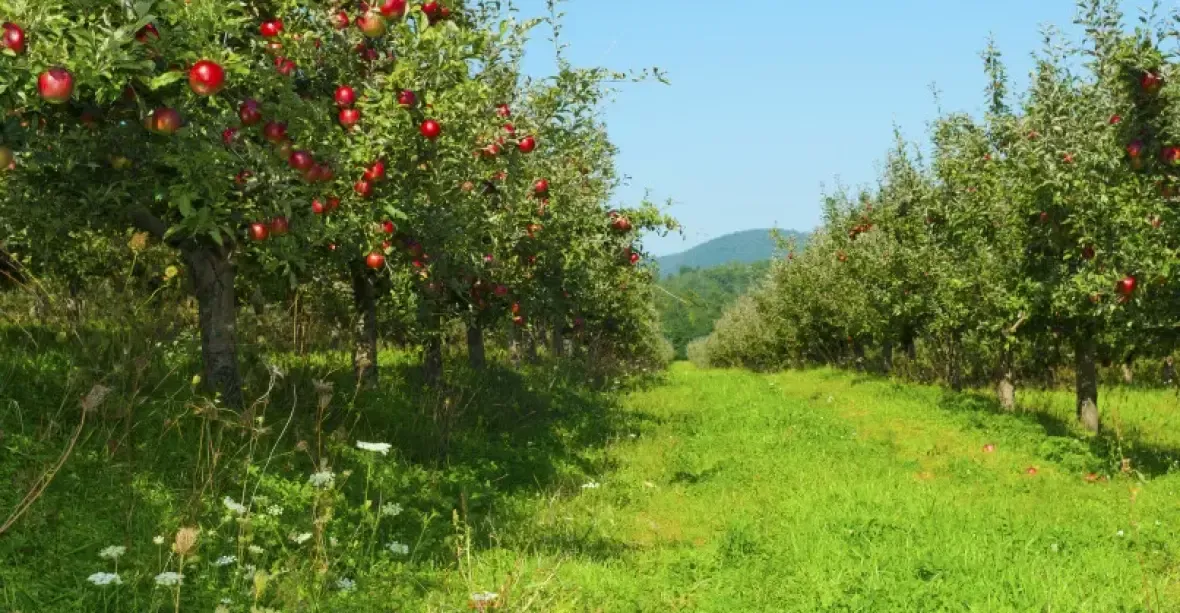 Sklizeň ovoce loni klesla o čtvrtinu. Kvůli kácení sadů se sklidilo nejméně jablek od roku 2011