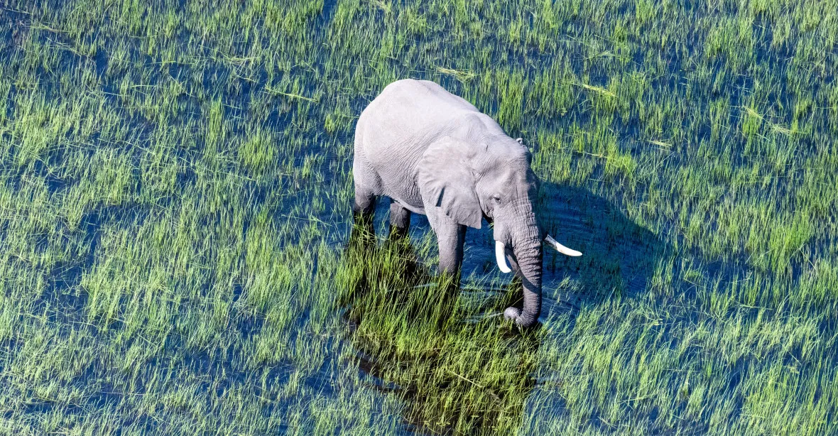 VIDEO: Slon na safari napadl auto s turisty. Jedna žena zemřela