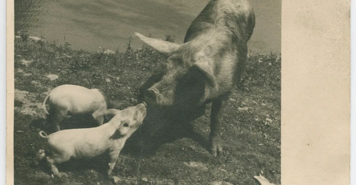 Příběh pohlednice: Hitler jako svině přeje do nového roku