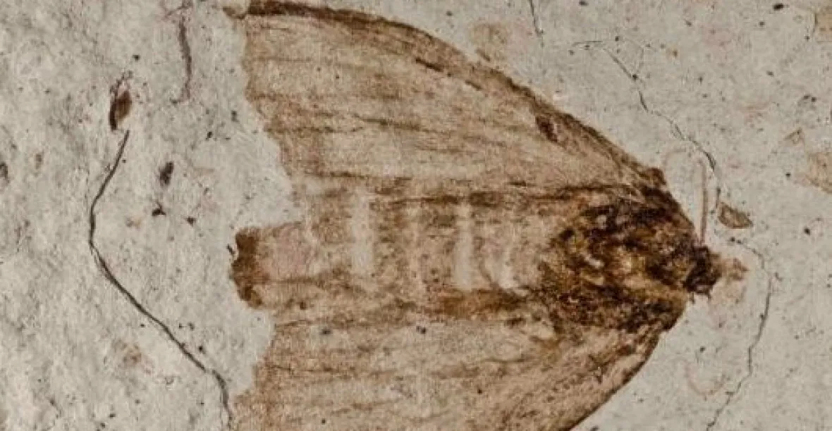 Fosilie z Česka dokládá přelom ve vývoji hmyzu