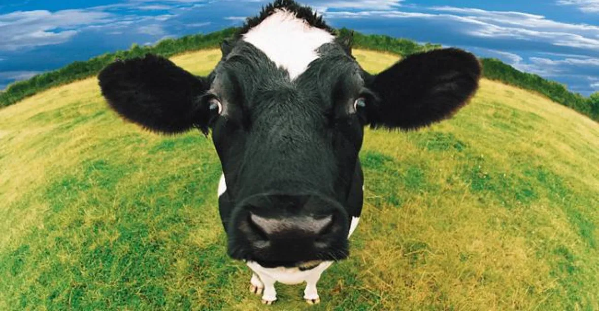 Jedna kráva na 2,5 hektaru? Nový systém dotací nahrává Babišovi