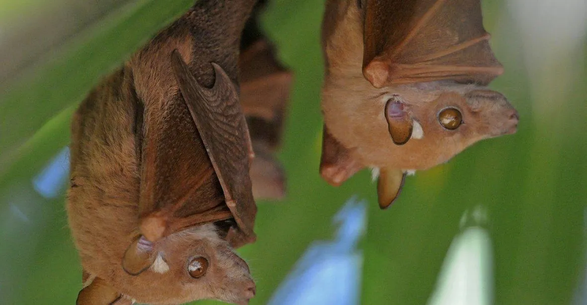 Nejezte netopýry, nakazíte se ebolou, varují zdravotníci