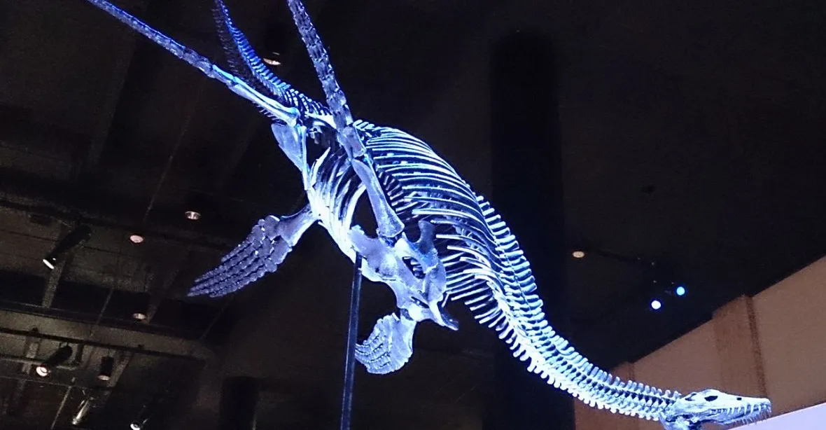 Úspěch českých vědců: v Antarktidě našli kosti plesiosaura