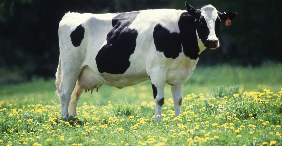 Farmář dal kravám plenky. Protestuje proti směrnici EU