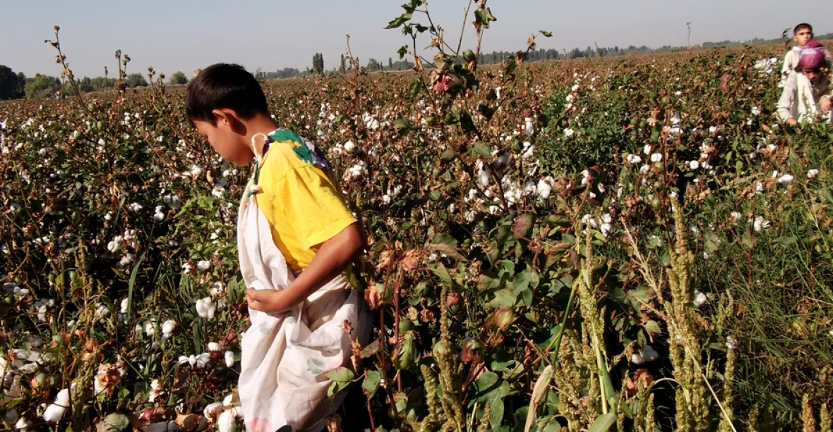Uzbekistán otročí miliony lidí při sklizni bavlny