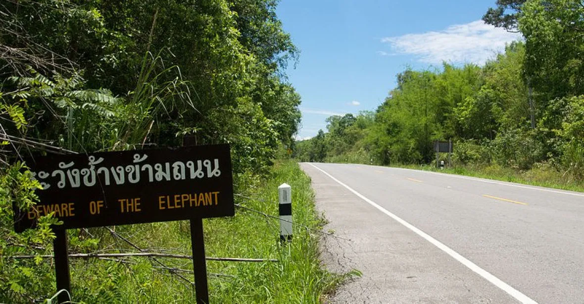 VIDEO: Slon v národním parku rozdrtil kapotu auta