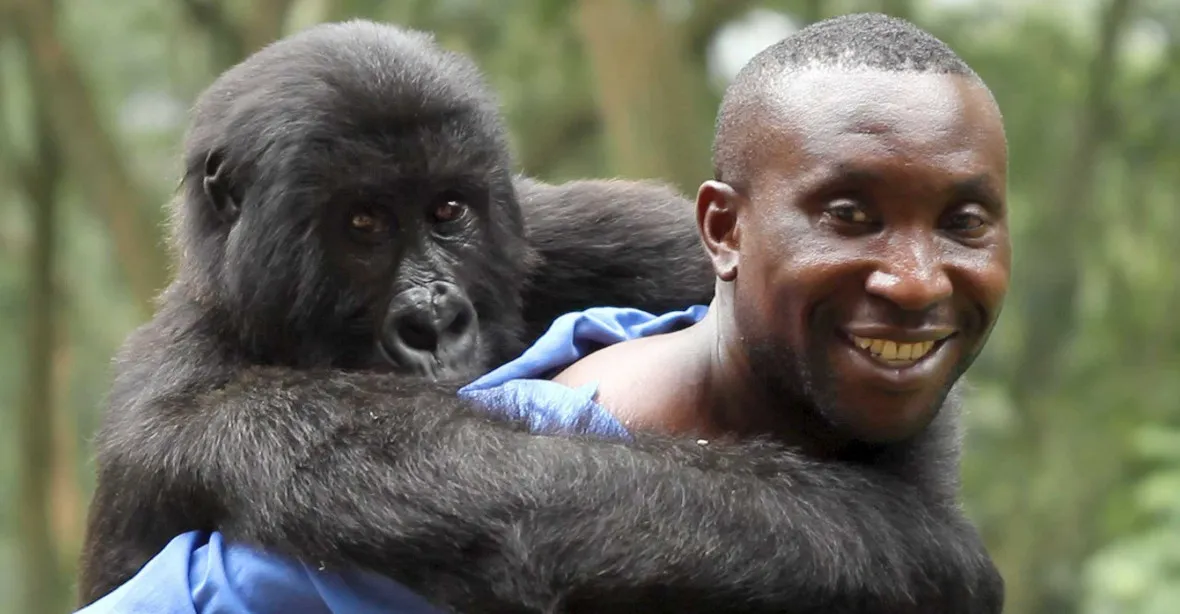 ‚Pro pár opic.‘ Gorily horské v ohrožení ropou i střelbou