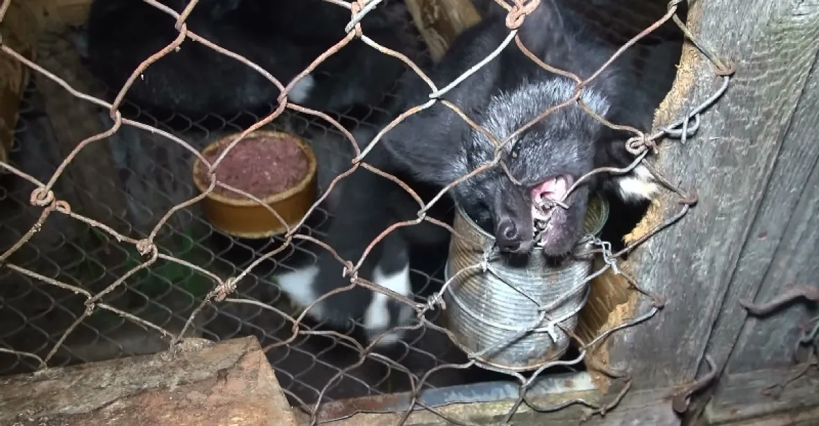 VIDEO: Týrání lišek a norků. České farmy na kožichy