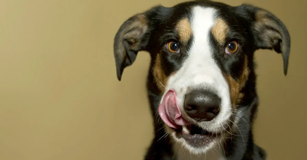 Je pes kamarád, nebo jídlo? Petice hnula pravidly Facebooku