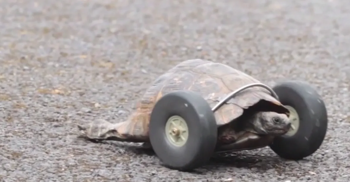 VIDEO: Krysy ohlodaly želvě nohy. Dostala kolečka